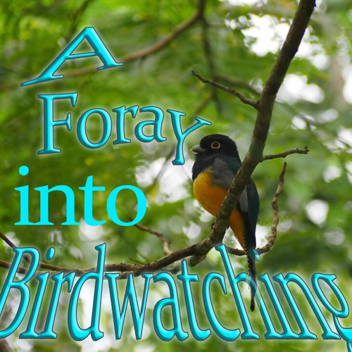 A Foray into Birdwatching 3: The Great Plains