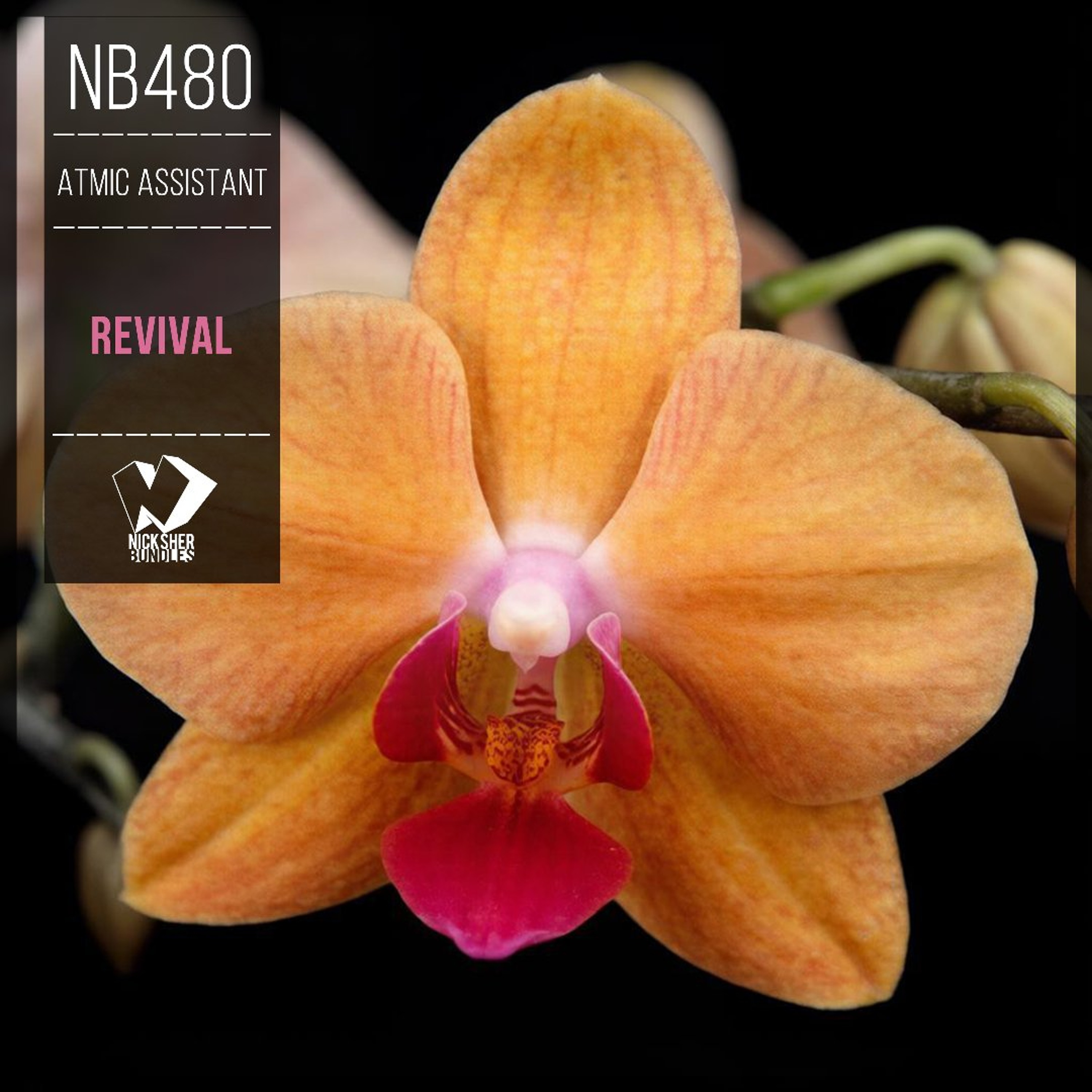 Atmic Assistant - Revival (Original Mix) episode artwork