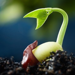 The Seed