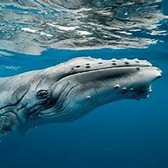 Don't Kill The Whale --- Electric Light Orchestra --- Cover