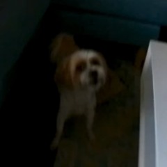 She wanna be like me 2 (me, no agony collective)