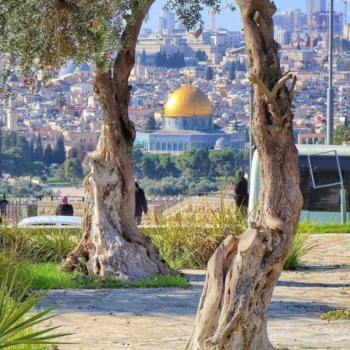 انا دمي فلسطيني     __   محمد عساف