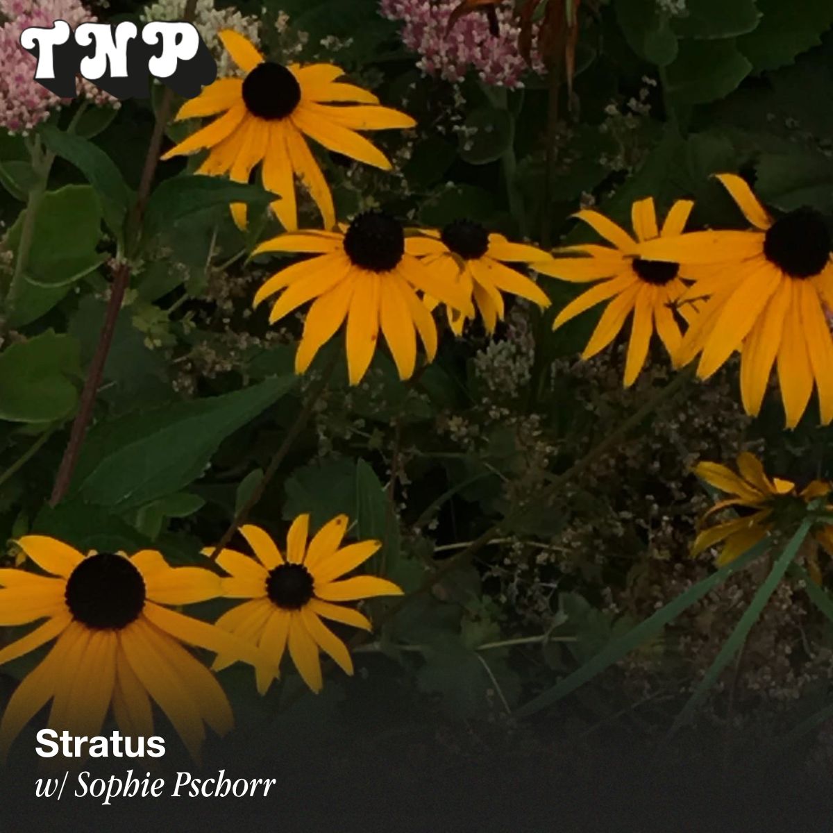Stratus w/ Sophie Pschorr