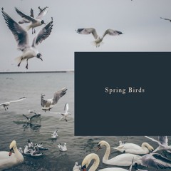 Spring Birds In The Forest