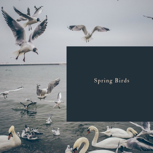 Spring Birds In The Forest