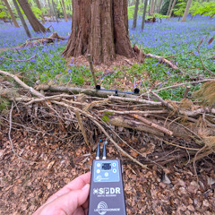 April at Cliveden estate