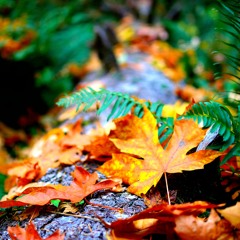 Herbstzeit mit Mar io