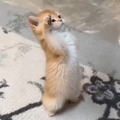 CONFESS YOUR LOVE FUNK - (Slowed)