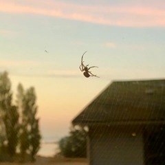 too big to live alone in