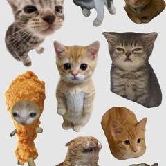 oiia oiia spinning cat