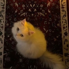 عبدالنور رحيم - الأعراف