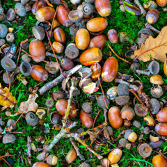 Acorns