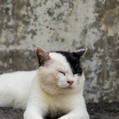 Daydreaming