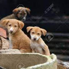 Perritos en situación de calle