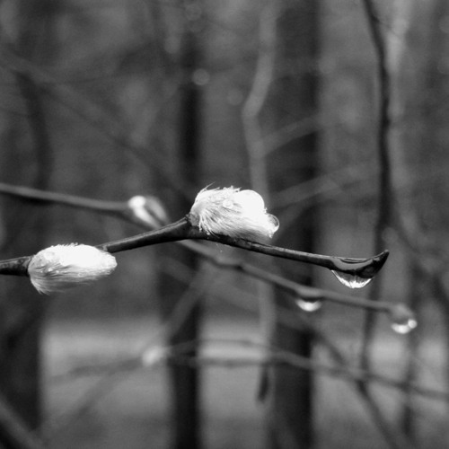 Bl​ī​vā Atbalsī Kr​ī​t Ūdens L​ā​ses