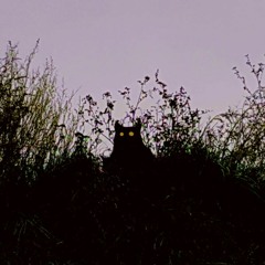 billTHEbill - nightcomes