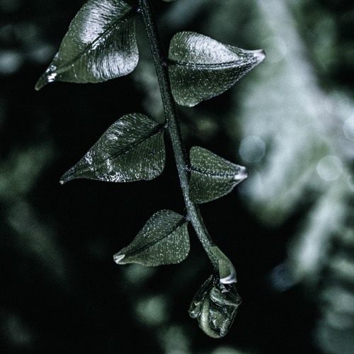 CODECAST [Vision 03] - LD Hypno & Pardini - Waxed (VINYL SET)