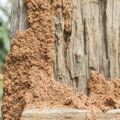 Things to Know Prior to Conducting a Termite Treatment