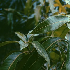 \plantsoft\