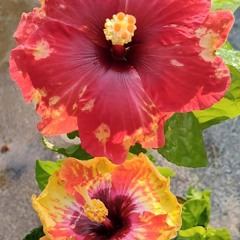 Meri tamanaon ki.mp3