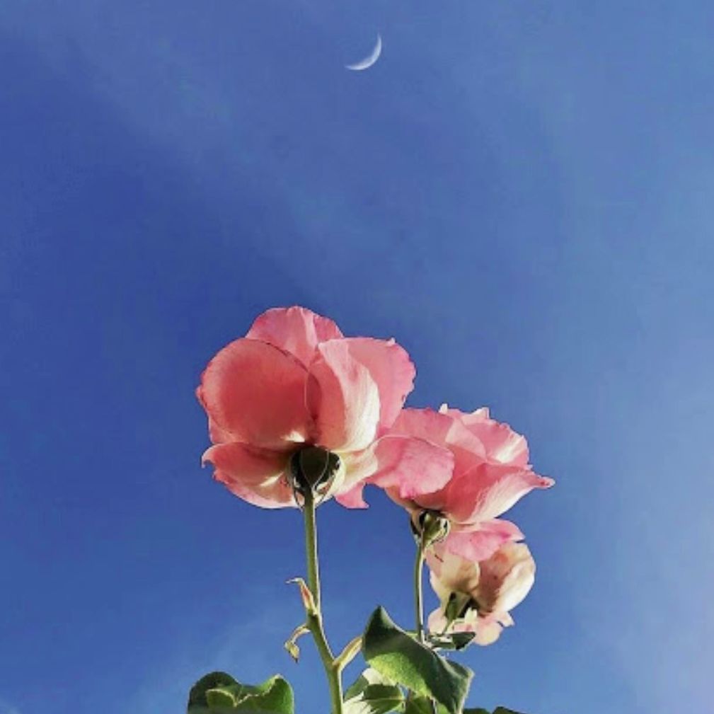 (FREE) Lo-fi Type Beat – Peace