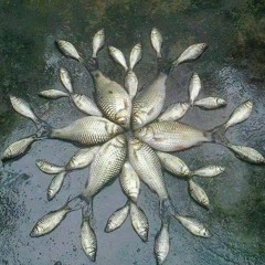 lil wayne x anima & oldyungmayn (177th edit)