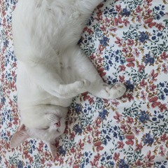 Year of the Crashout