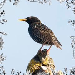 Kevin Logan, Mike Thompson: A Little Bird Told Me