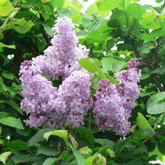 garage beats so lush