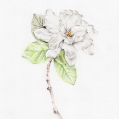 gardenias w/ iikryy spirits prod fish