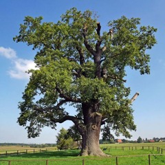Alte Deutsche Eichen