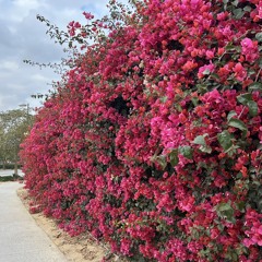 قلب فيه مهدي - علي الدلفي