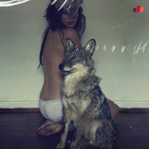 Wolves Without Teeth