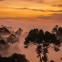 Tropical Mist for Radio Alhara - The Tropics at Dawn