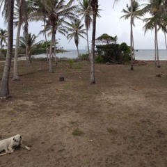 onesimus-controller-reggae