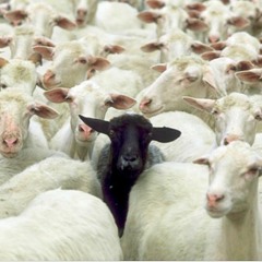 black sheep live