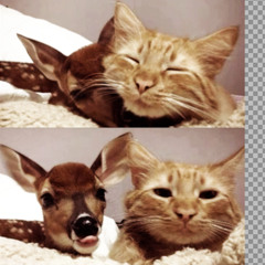 anolja , dead.knight ~~~ take a chance [prod dead.knight ] +