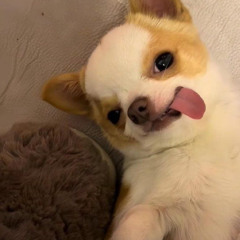 chihuahua [birdbusinness]