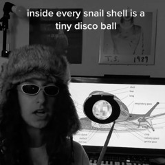 disco snail