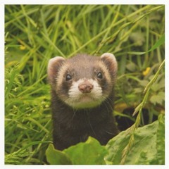 The Suburbs - Arcade Fire (cover)