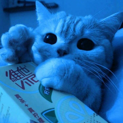 rock with u (prod. rxi + wintfye + uptempo)(tiktok cat beat)