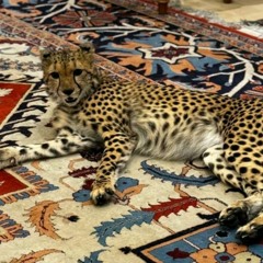 ENGİN ÖZKAN - HOBEK Fİ GALBİ (BachaX)🔥✈️💦