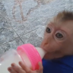 vai sua macaca!
