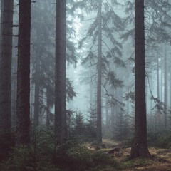 Dark Forest