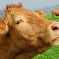 this house is made from cow s*** (rough draft)