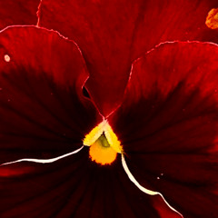 I've Yet to Meet a Man With the Right Answer