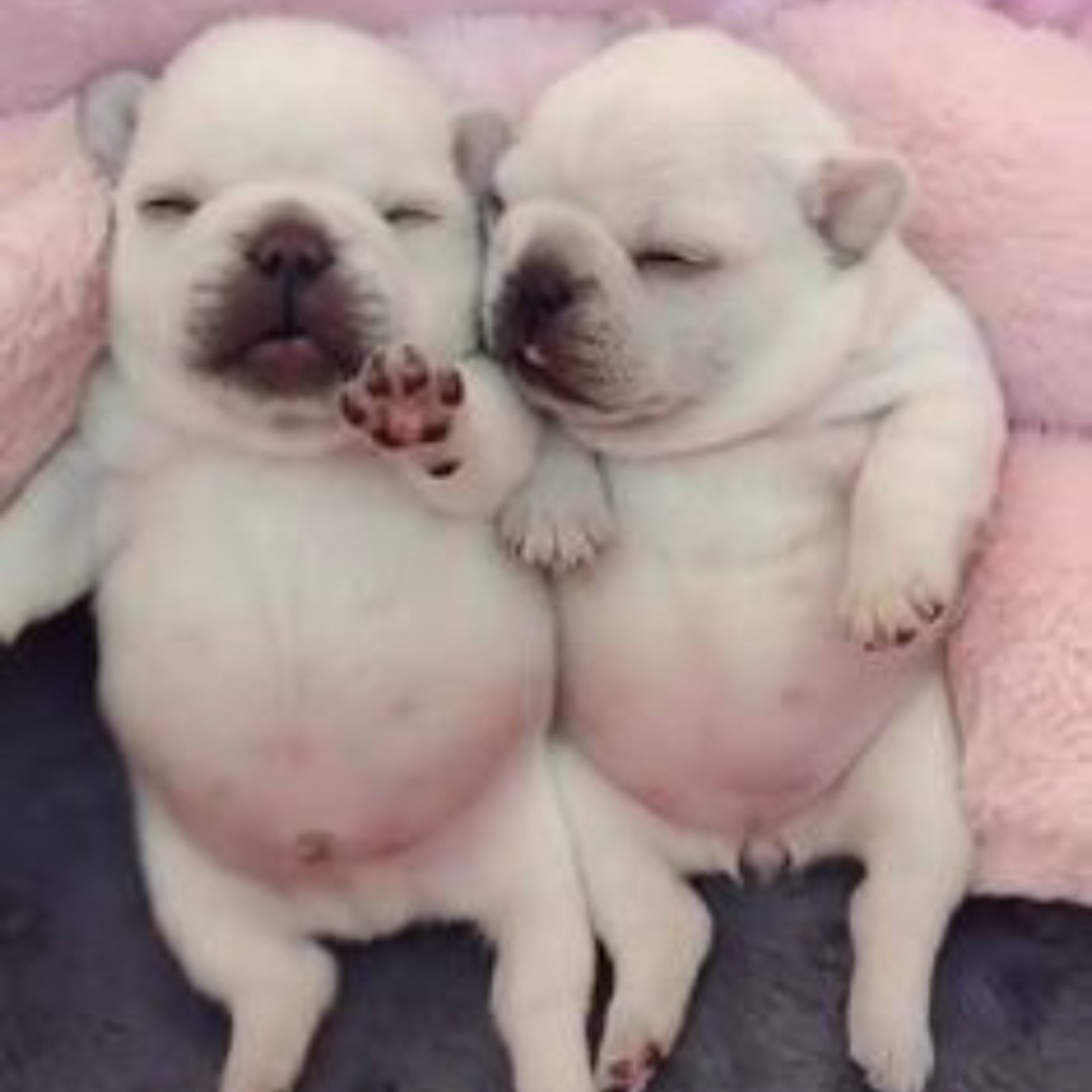 two pibbles laying together one with their arm out