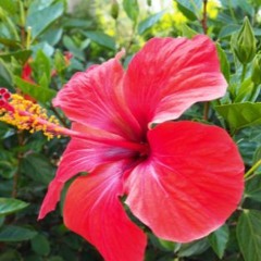 Hibiscus Tea (LF WIP)