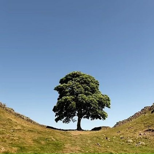 Sycamore Gap