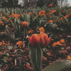 chris brown -under the influence-Iamsaide